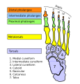 Diagram of the foot bones