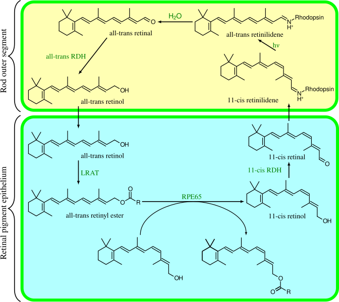 File:Visual cycle.svg