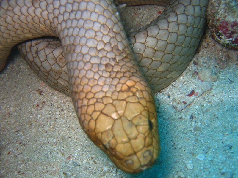 File:Aipysurus laevis.jpg