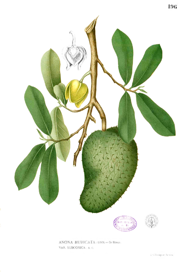 File:Annona muricata Blanco1.196.png