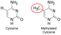 DNA methylation