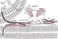 Exocytosis machinery