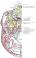 Base of skull – inferior view, with muscle attachments marked in red