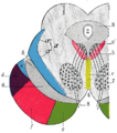 Section of the mid-brain at the level of the superior colliculi