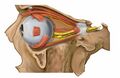 Lateral view of the orbit showing nerves