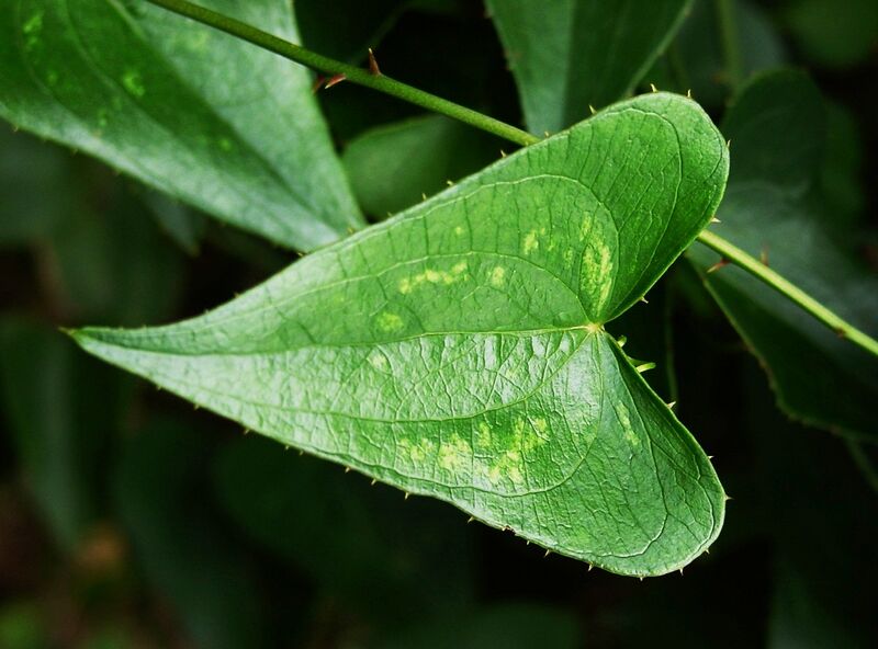 File:Smilax aspera 1652.JPG