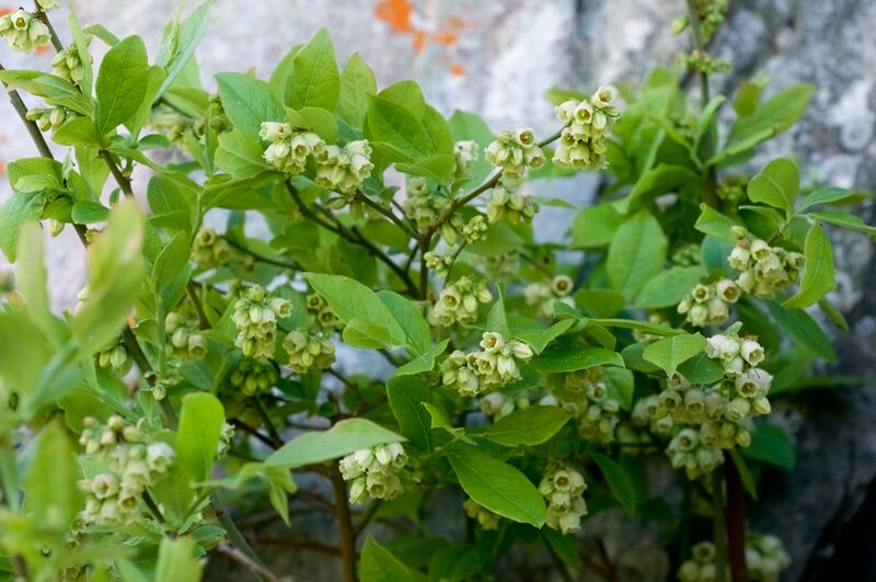 File:Vaccinium pallidum.jpg