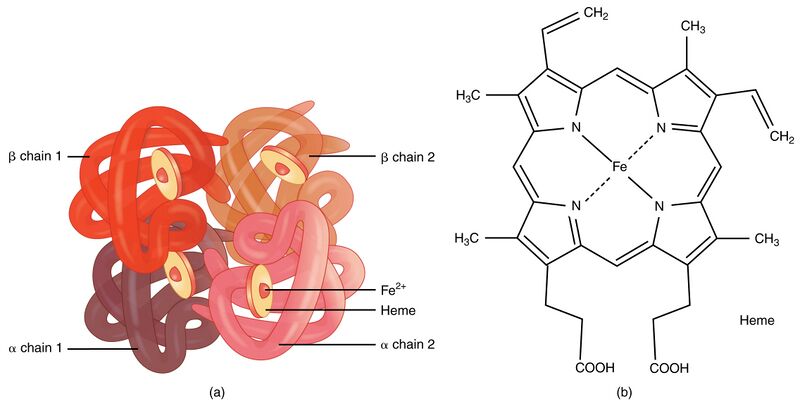 File:1904 Hemoglobin.jpg