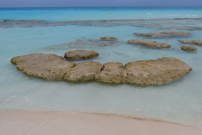 File:20130118-HighbormeCay-Stromatolite-03.JPG