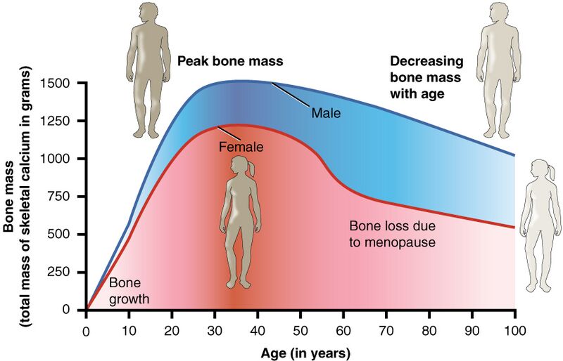 File:615 Age and Bone Mass.jpg