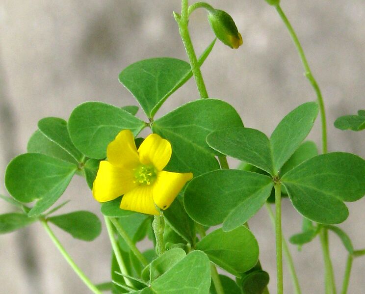 File:6h common yellow oxalis.jpg