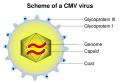 Thumbnail for version as of 22:13, 18 May 2026