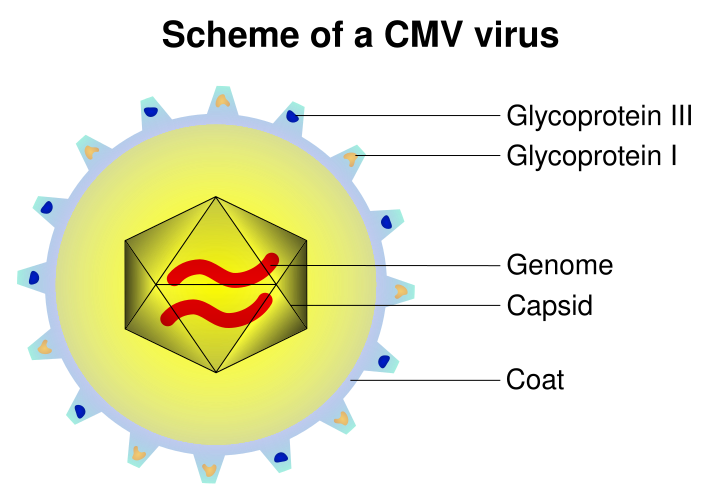 File:CMVschema.svg