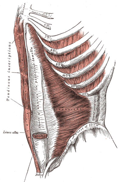File:Gray397.png