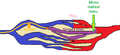 Thumbnail for version as of 22:31, 8 June 2026
