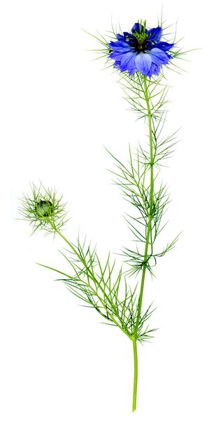 File:Nigella damascena Dark Blue.jpg