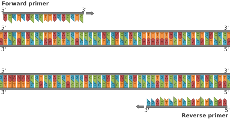File:Primers RevComp.svg