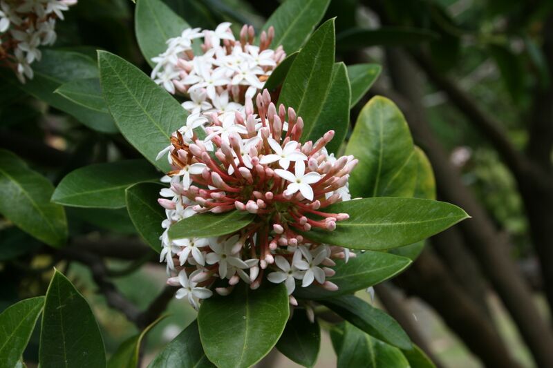 File:Acokanthera oblongifolia 2445.JPG