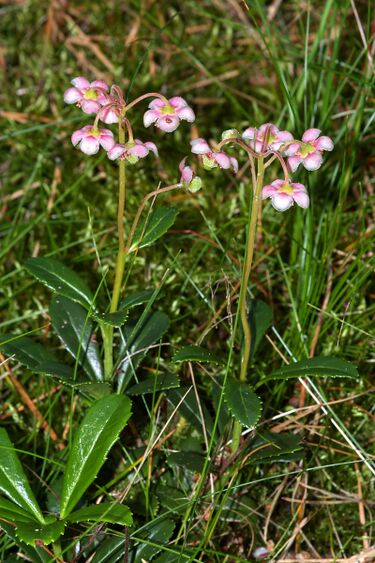 File:Chimaphila2.jpg