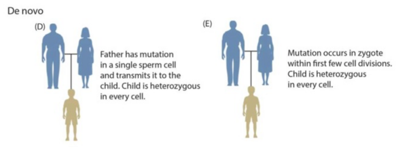 File:De novo mutations.png