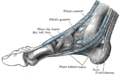 Tibialis posterior muscle