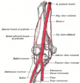 Deep artery of arm