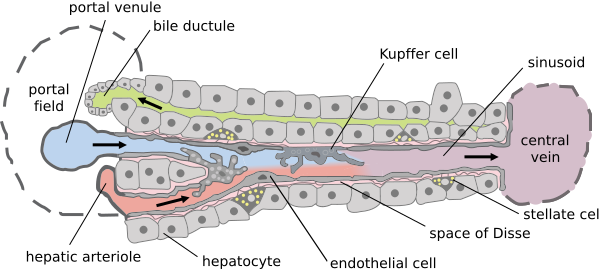 File:Hepatic structure2.svg