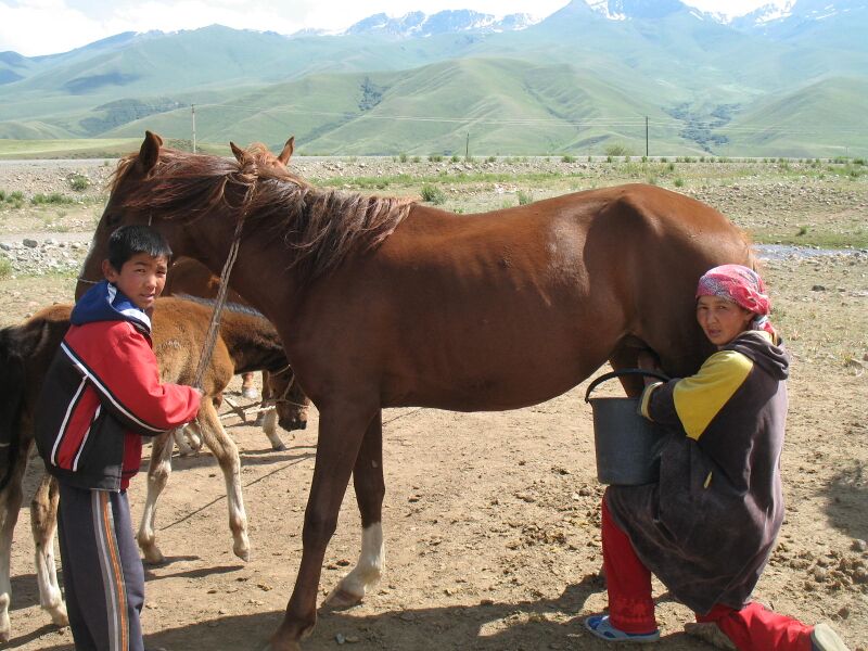 File:Mare milking Suusamyr.jpg