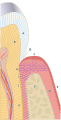 Periodontium