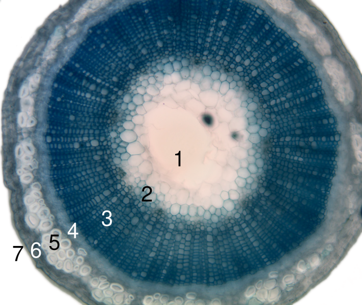 File:Stem-histology-cross-section-tag.svg