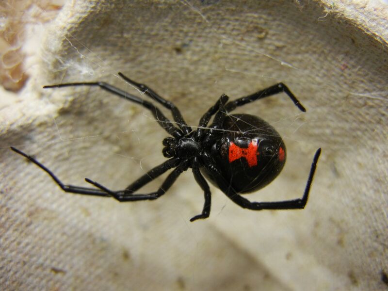 File:Adult Female Black Widow.jpg