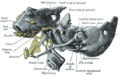 Embryonic cartilaginous skull development.