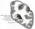 Gray's Anatomy illustration of the brain