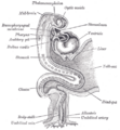 Thumbnail for version as of 17:27, 18 May 2026
