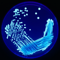 Legionella Plate 01