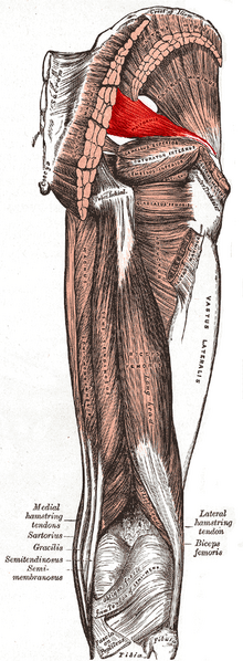 File:Piriformis muscle.PNG