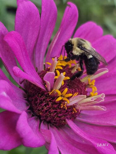 File:Bee pollinating flower.jpg
