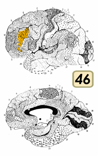 File:Brodmann Cytoarchitectonics 46.png