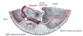 Thumbnail for version as of 17:28, 18 May 2026