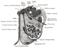 Reticular formation