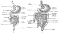 Gray's Anatomy illustration of the mesentery