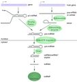 MicroRNA biogenesis