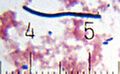 Thumbnail for version as of 02:07, 7 June 2026