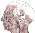 Thumbnail for version as of 13:40, 23 May 2026