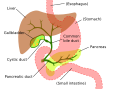Digestive system showing bile duct