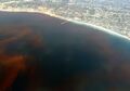 Red tide in La Jolla