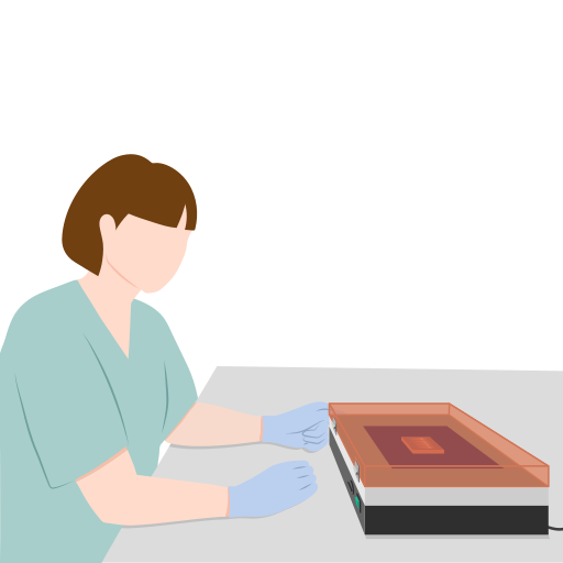 File:202407 Transilluminator Female.svg