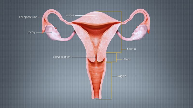 File:3D Medical Animation Uterus.jpg