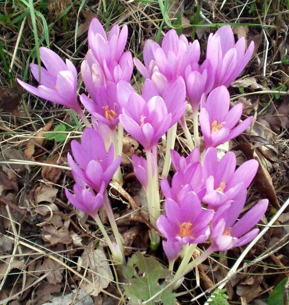 File:Colchicum autumnale.jpg
