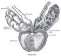 The vas deferens and seminal vesicle.